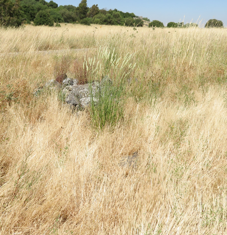 Изображение особи Phalaris aquatica.