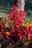 Salvia splendens