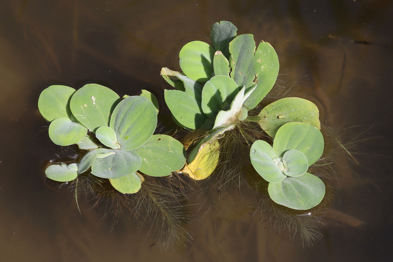 Изображение особи Pistia stratiotes.