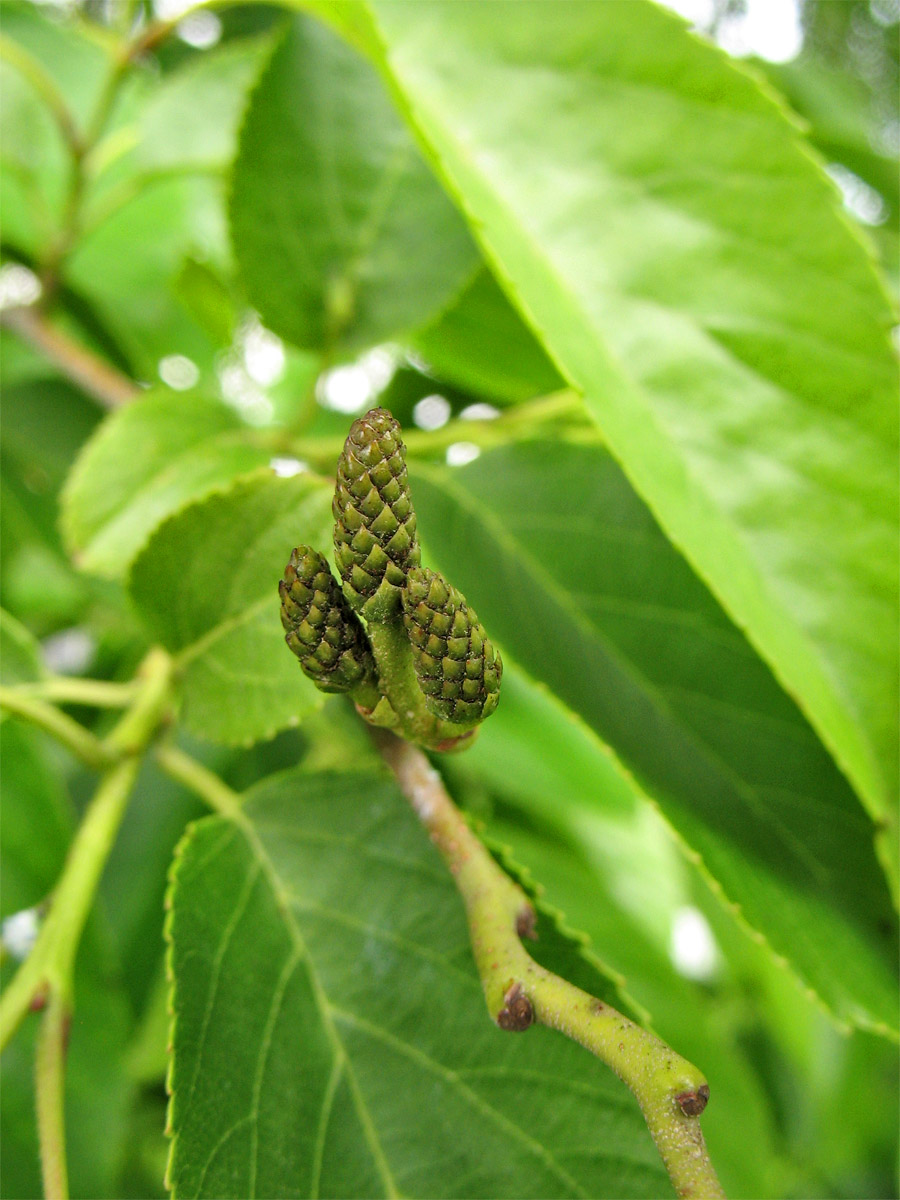 Изображение особи Alnus × spaethii.