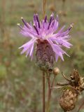 Centaurea adpressa. Верхушка побега с соцветием. Украина, г. Запорожье, балка возле трассы на Васильевку, южнее Опытной станции, степь. 14.10.2020.