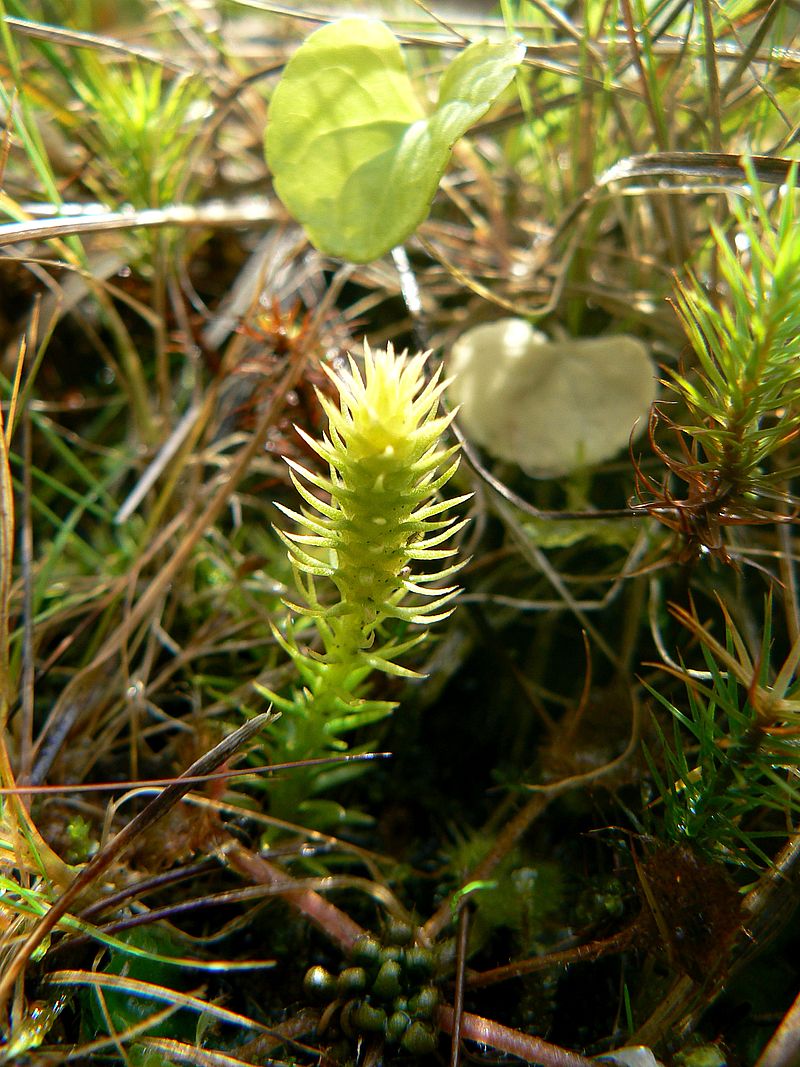 Image of Lycopodiella inundata specimen.