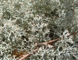 род Cladonia. Части таллома. Тверская обл., Весьегонский р-н, бывшая свалка опилок на сфагновом болоте, земляной вал, сосняк. 1 мая 2020 г.