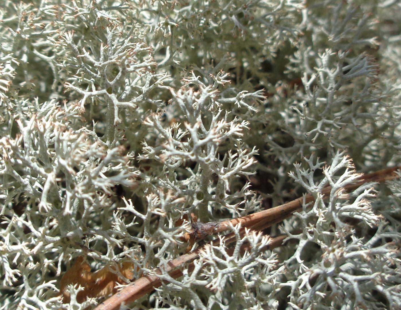 Image of genus Cladonia specimen.