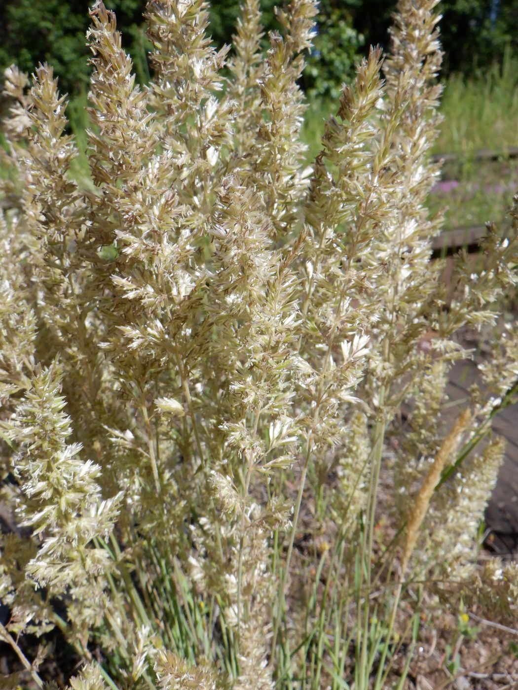 Изображение особи Koeleria glauca.