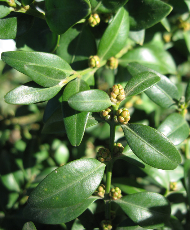 Image of Buxus sempervirens specimen.