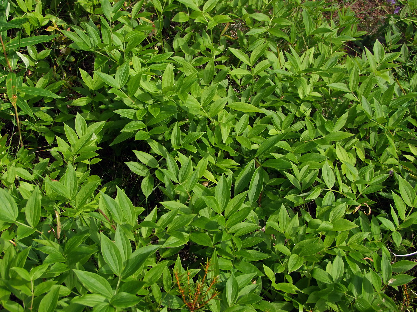 Image of Lathyrus komarovii specimen.