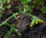 Senecio vulgaris