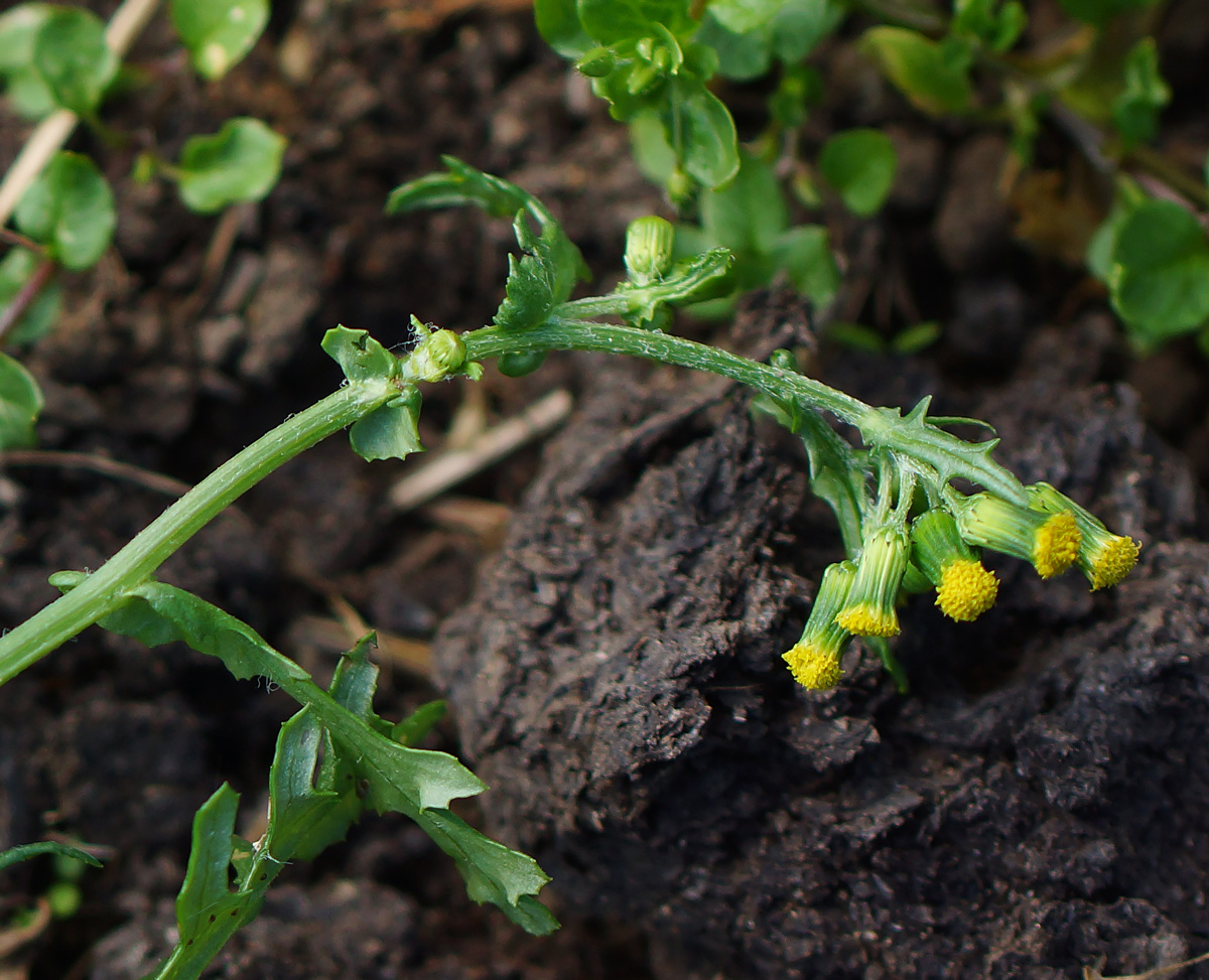 Изображение особи Senecio vulgaris.