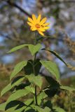 Helianthus tuberosus. Верхушка цветущего растения с сидящей мухой-журчалкой. Приморский край, г. Владивосток, пустырь. 01.10.2020.