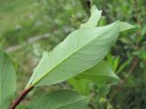 Salix kazbekensis