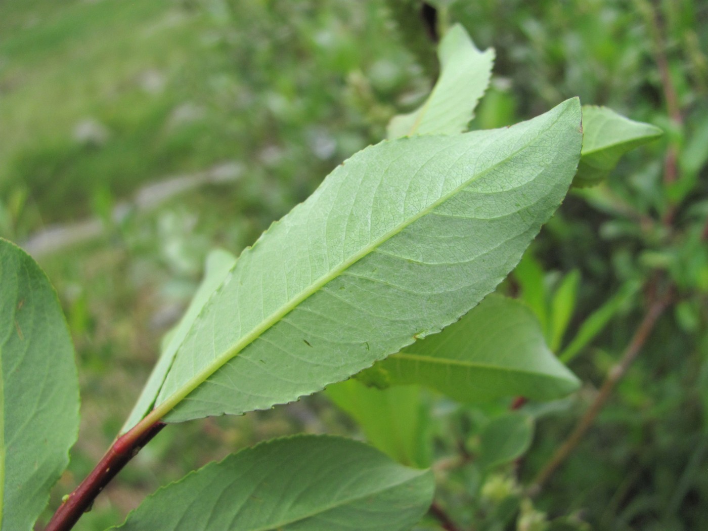 Изображение особи Salix kazbekensis.