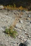 Papaver lapponicum