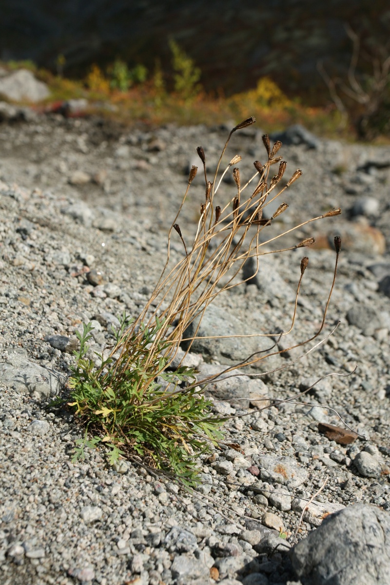 Image of Papaver lapponicum specimen.