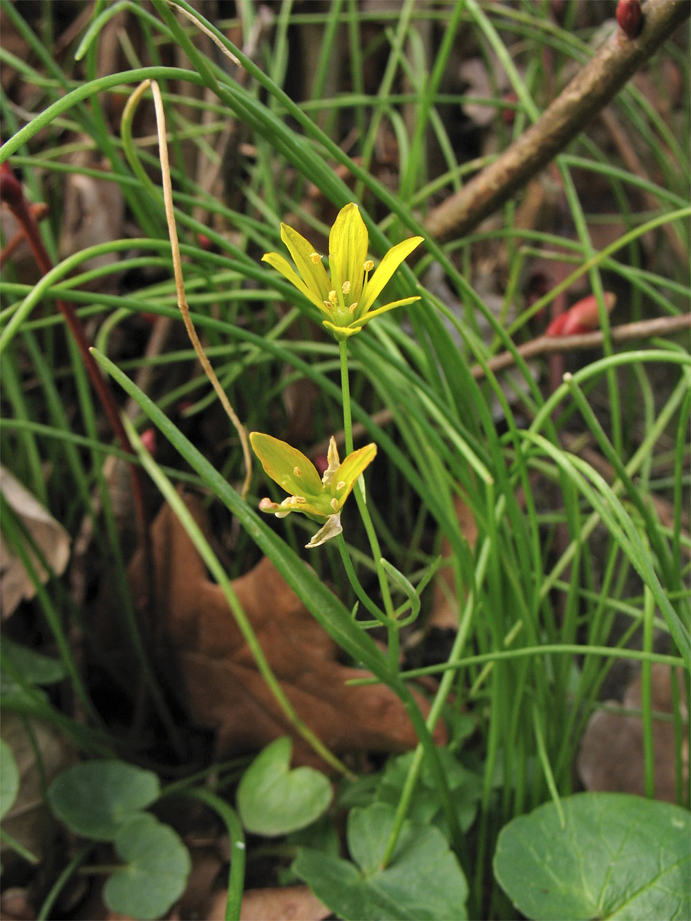 Изображение особи Gagea spathacea.