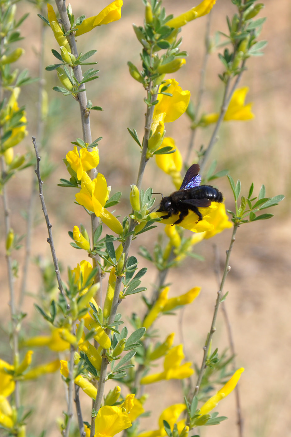 Изображение особи Chamaecytisus borysthenicus.