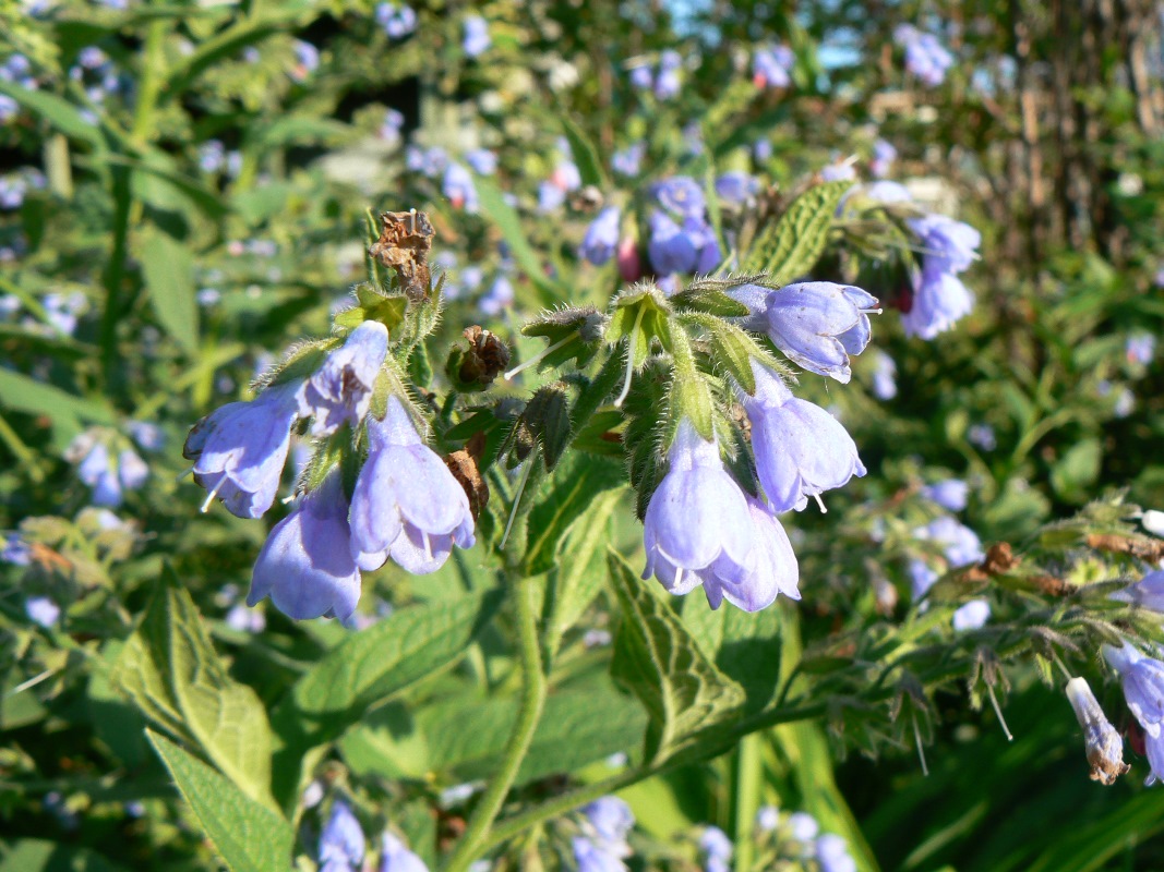 Изображение особи Symphytum caucasicum.