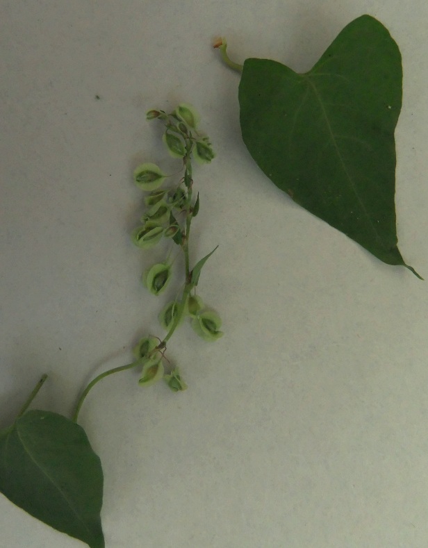 Image of Fallopia dumetorum specimen.