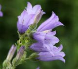 Campanula praealta. Цветки. Краснодарский край, МО г. Новороссийск, окр. пос. Верхнебаканский, смотровая площадка на подъёме к перевалу \"Волчьи Ворота\", возле зарослей кустарника. 03.06.2019.