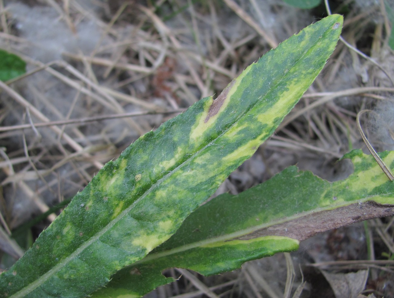 Image of Cirsium setosum specimen.