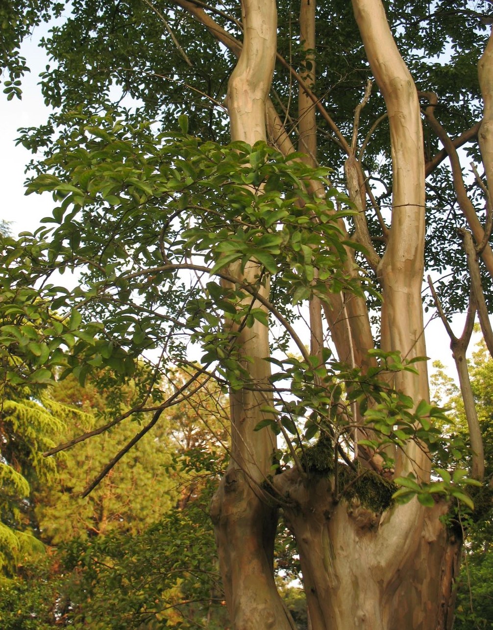 Image of genus Arbutus specimen.