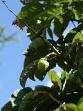 Aesculus hippocastanum. Соплодие с незрелым плодом. Санкт-Петербург, Старый Петергоф, парк \"Сергиевка\". 01.08.2020.