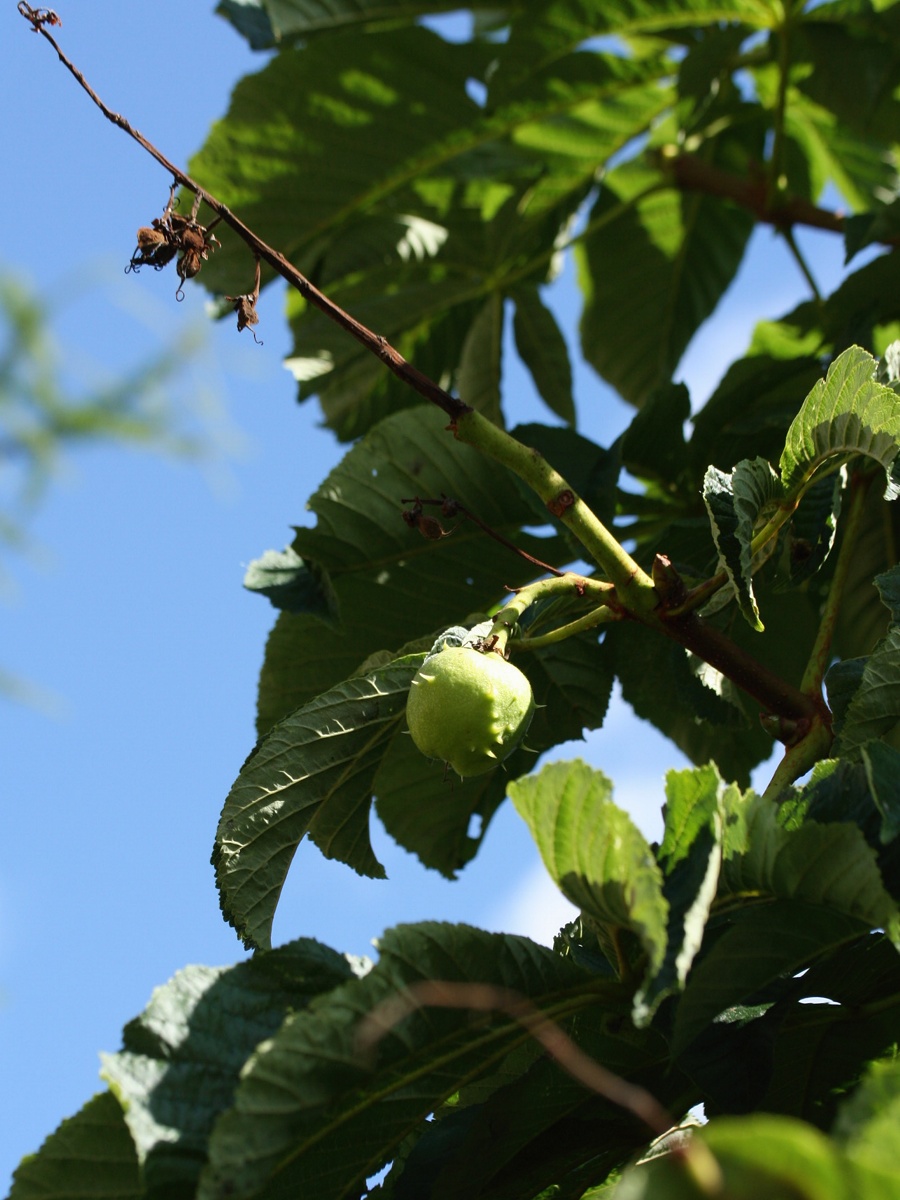 Изображение особи Aesculus hippocastanum.