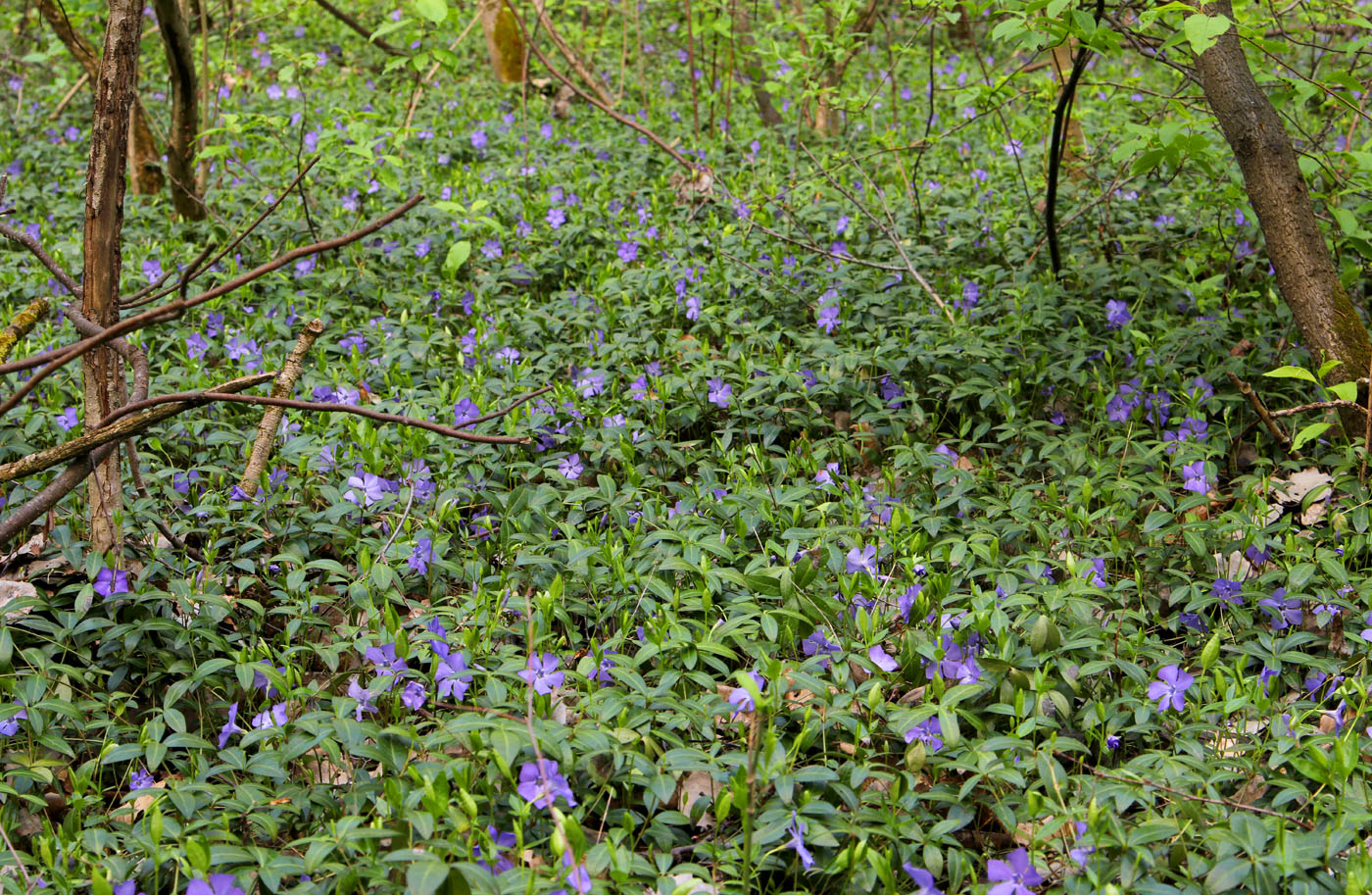 Image of Vinca minor specimen.