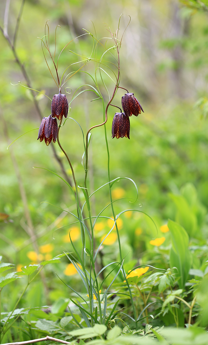 Image of Fritillaria ussuriensis specimen.