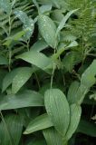 Polygonatum odoratum