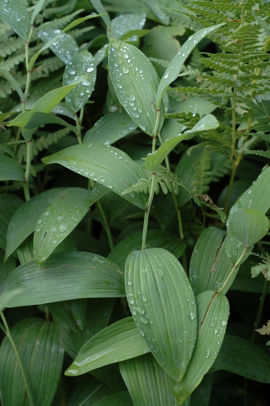 Изображение особи Polygonatum odoratum.