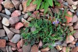 Lathyrus japonicus