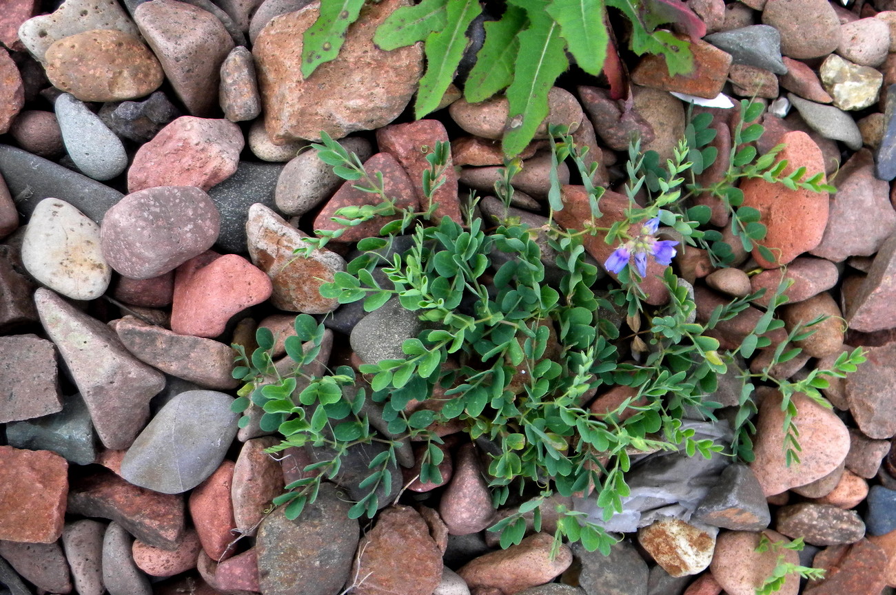 Image of Lathyrus japonicus specimen.