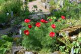 Paeonia tenuifolia. Цветущие растения. Санкт-Петербург, Петроградский р-н, Ботанический сад им. Петра Великого, в культуре. 02.06.2021.