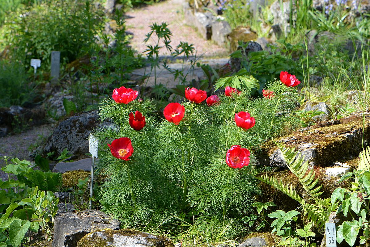 Image of Paeonia tenuifolia specimen.