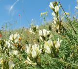 Astragalus glaucus