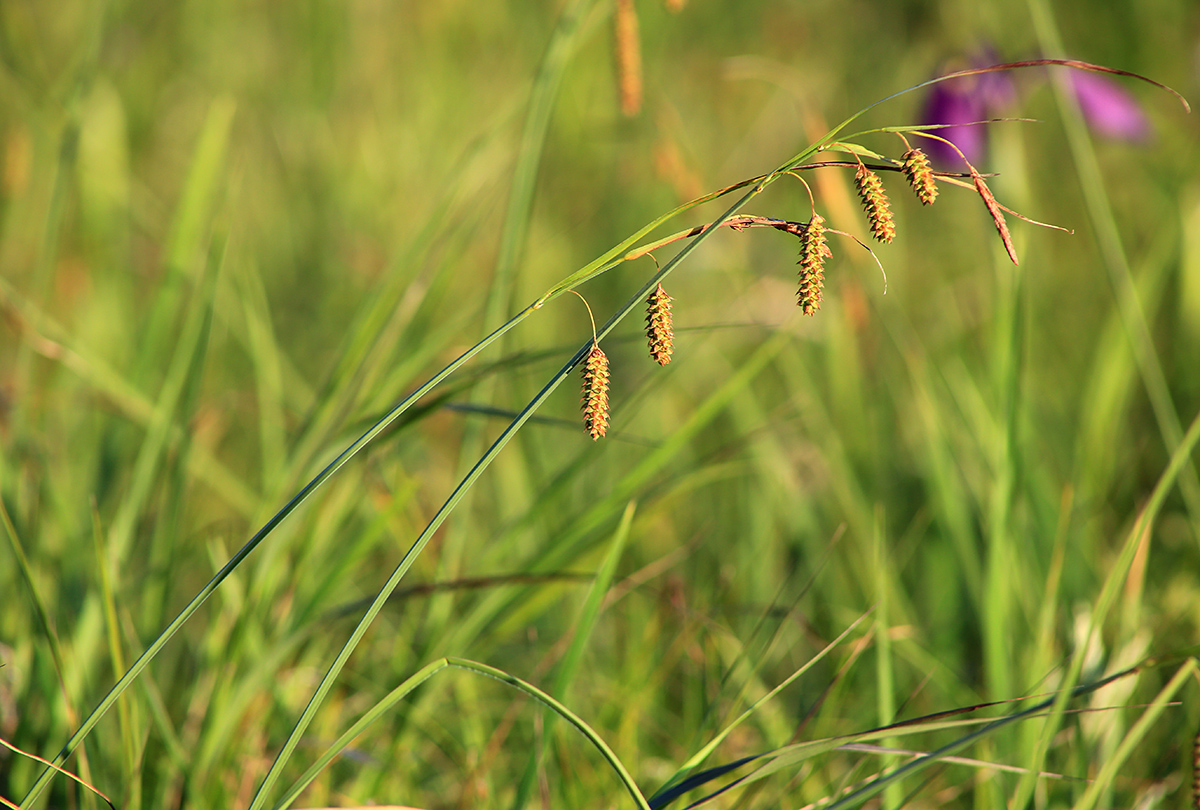 Изображение особи Carex suifunensis.