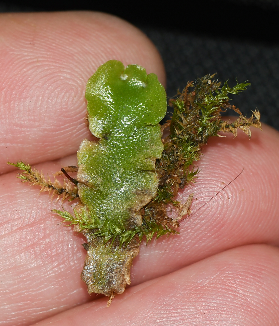 Image of Lunularia cruciata specimen.