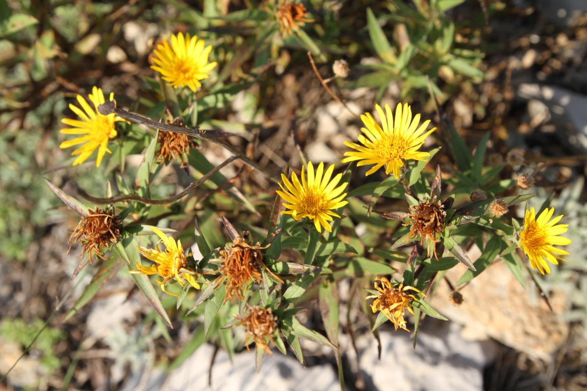 Изображение особи Inula ensifolia.