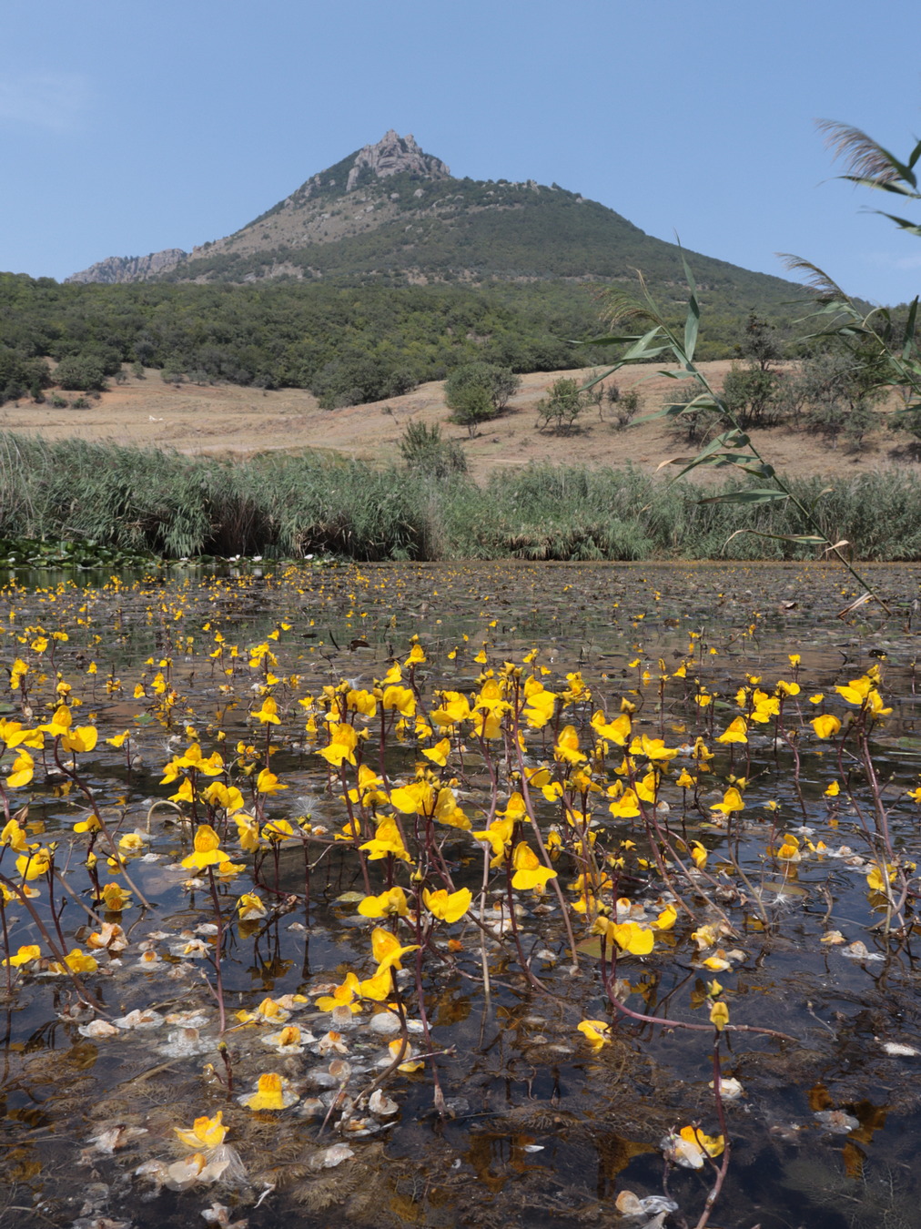 Image of Utricularia australis specimen.