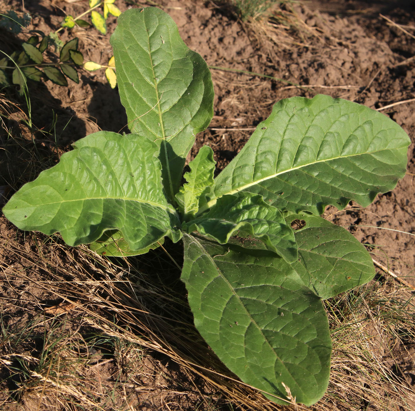 Изображение особи Nicotiana alata.