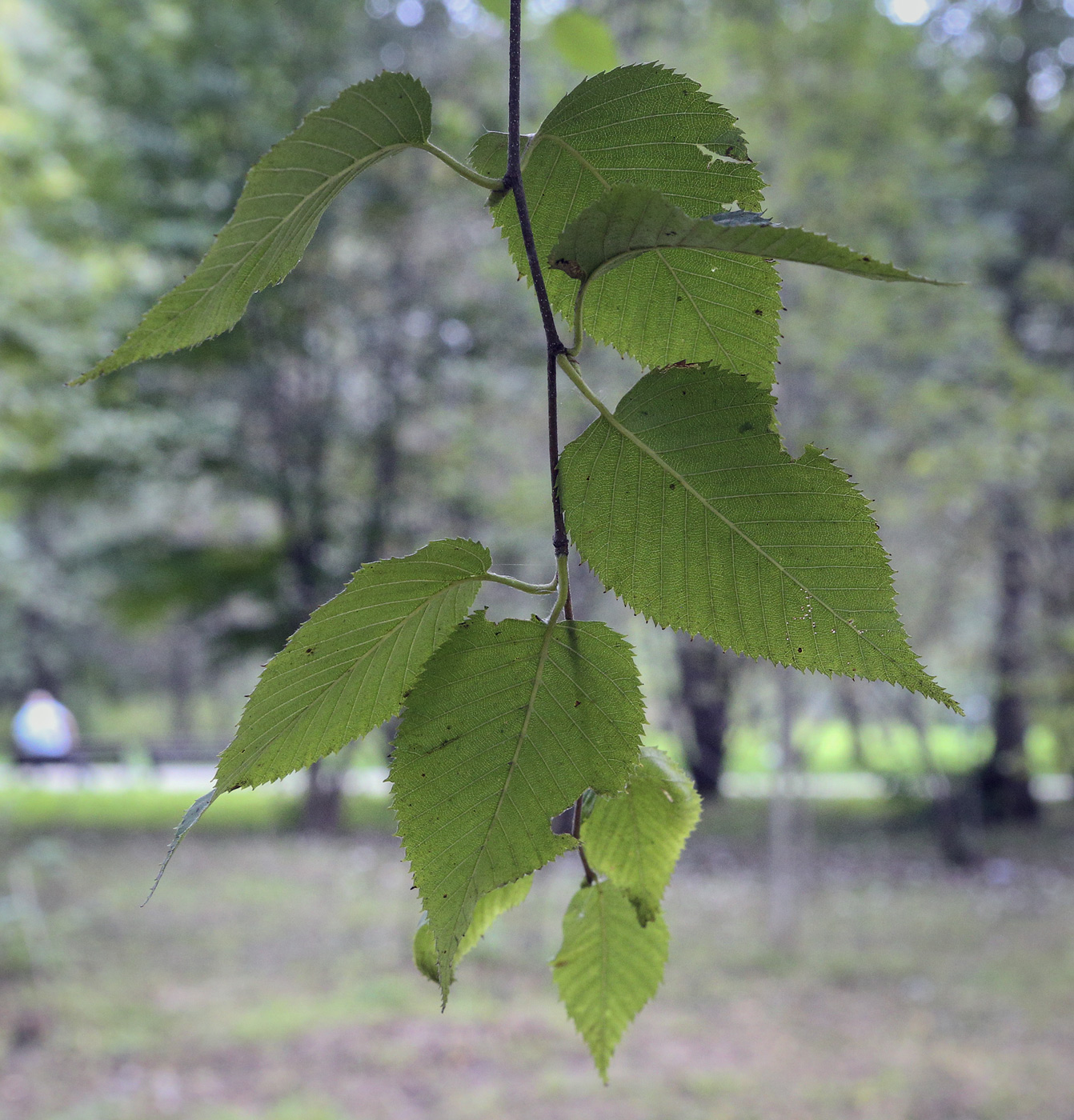 Image of Betula costata specimen.