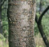 Image of taxon representative. Author is Игорь Павлов