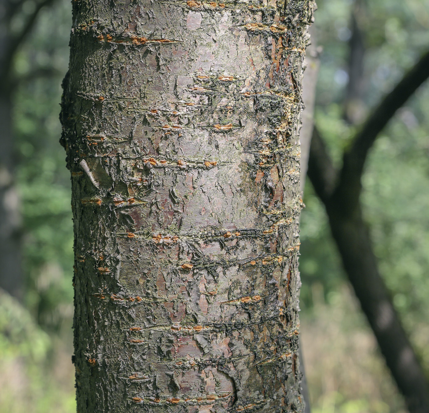 Image of Prunus incisa specimen.