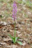 Orchis mascula. Цветущее растение (высота 43 см, длина соцветия — 19 см). Краснодарский край, г/о Сочи, Лазаревский р-н, окр. ж.-д. станции Чемитоквадже, сосновый лес по гребню. 28 апреля 2021 г.