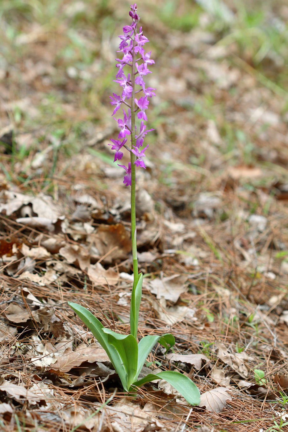 Изображение особи Orchis mascula.