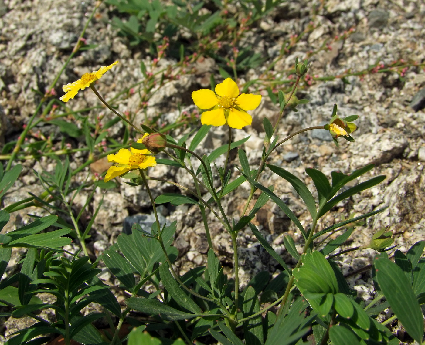 Изображение особи Potentilla semiglabra.