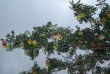 Sorbus domestica