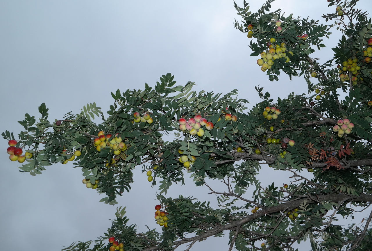 Изображение особи Sorbus domestica.