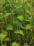 Campanula trachelium